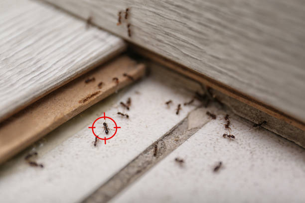 Professional Pest Control in Porter, IN